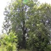 Památný strom Dub letní